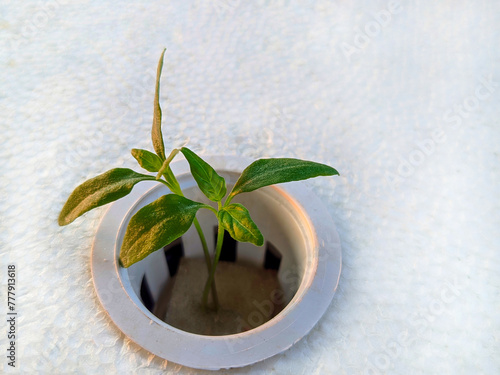 Small chilli plant on a white background