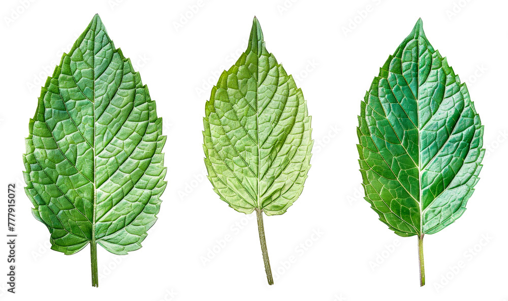 Three green leaves are shown in a row, cut out - stock png. Three green leaves are shown in a row, cut out - stock png.