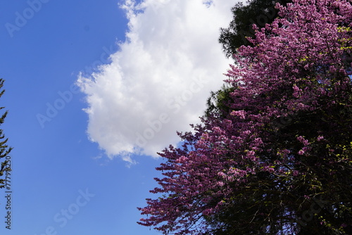 Branches of a Judas tree, or Cercis siliquastrum blooming with pink flowers, against a cloudy sky, at springtime, in Athens, Greece photo