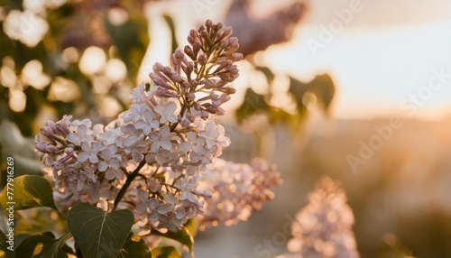 branch of lilac flowers isolated lilac flowers with leaves