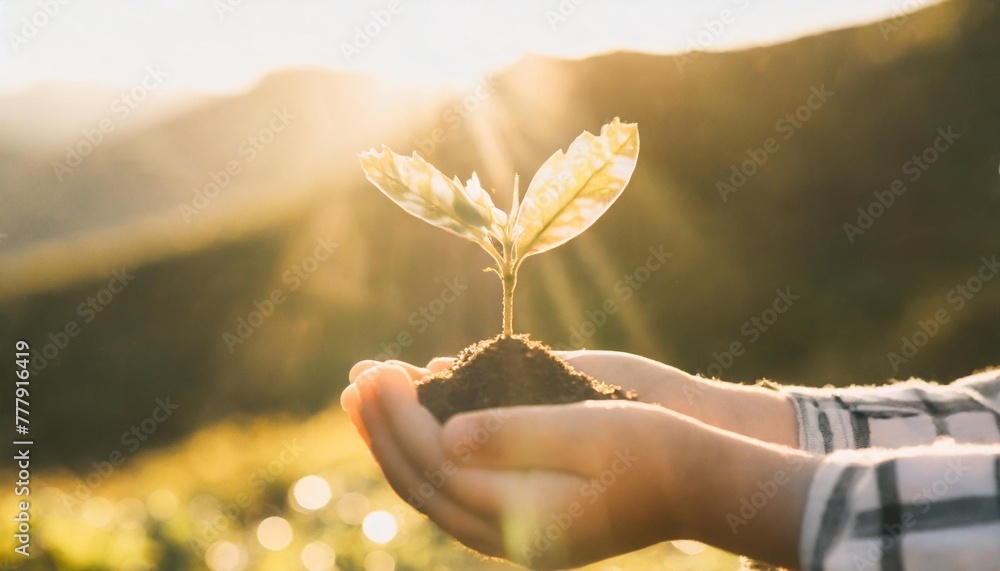 hand children holding young plant with sunlight on green nature ...