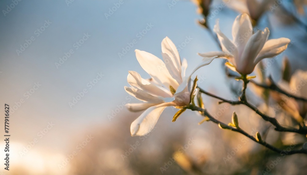 spring is coming blooming white magnolia stellata on a blue sky ...