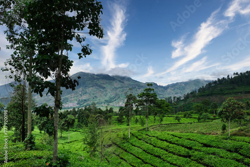 Tea plantations surrounded by hills photo