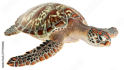 An overhead view of a sea turtle isolated on a black background. 