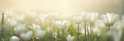 White tulips close up #777922242