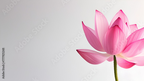 White background with pink peta lBeauty In Nature, Pink, Close-Up, Cut Out, White Background, Lotus Nature, Stem, Fresh, Petal, White Background, Generative Ai