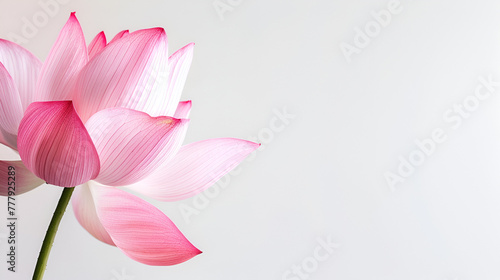 White background with pink peta lBeauty In Nature, Pink, Close-Up, Cut Out, White Background, Lotus Nature, Stem, Fresh, Petal, White Background, Generative Ai                                          © shehzad