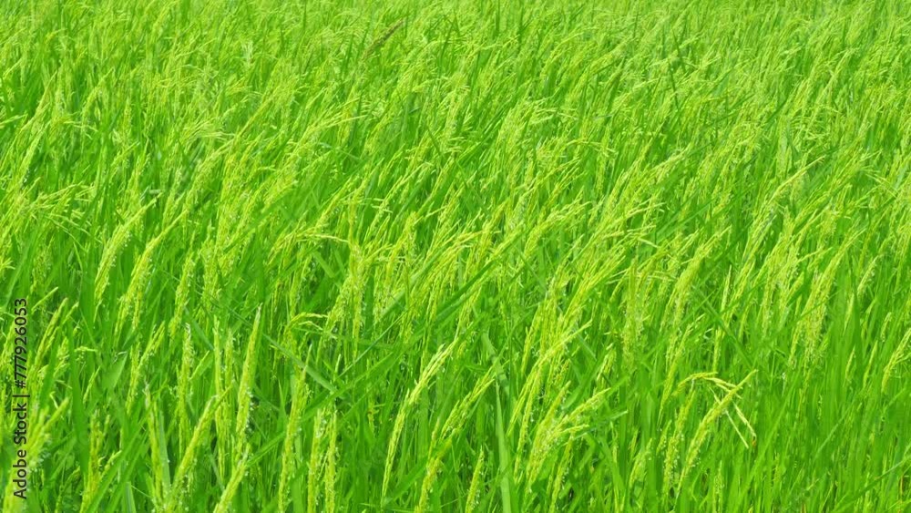The green rice stalks are bursting with ears and waving in the breeze. The green rice stalks are bursting with ears and waving in the breeze.