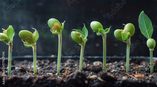 germinated seeds sequence and growth of bean plants