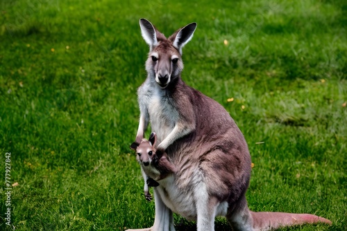 Joyful kangaroo with adorable joey nestled in pouch