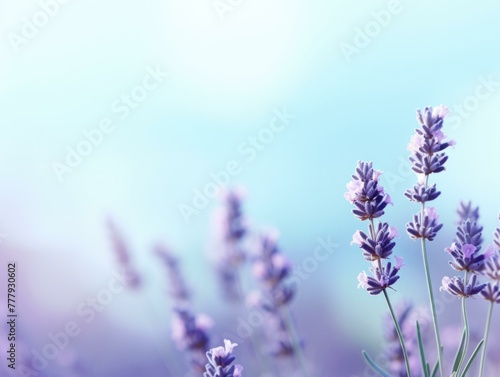 Lavender flowers are shown in a field with blue sky. Generative AI.