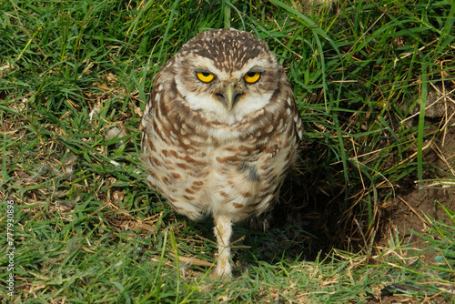 The rabbit owl, or cave owl is a bird of the owl genus of the owl family