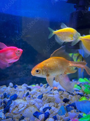 a fish tank with a blue background and a Orange fish swimming in aquarium, 