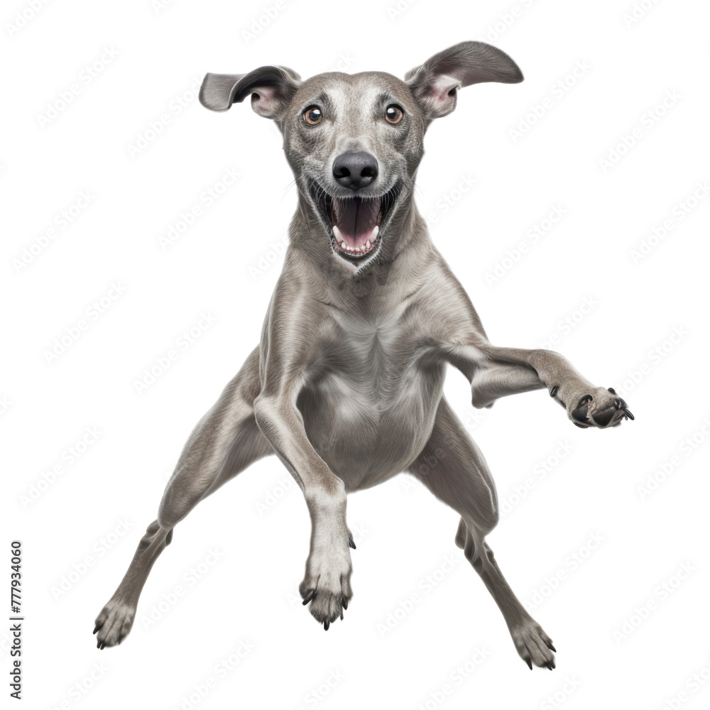 funny jumping great dane dog isolated on transparent background cutout