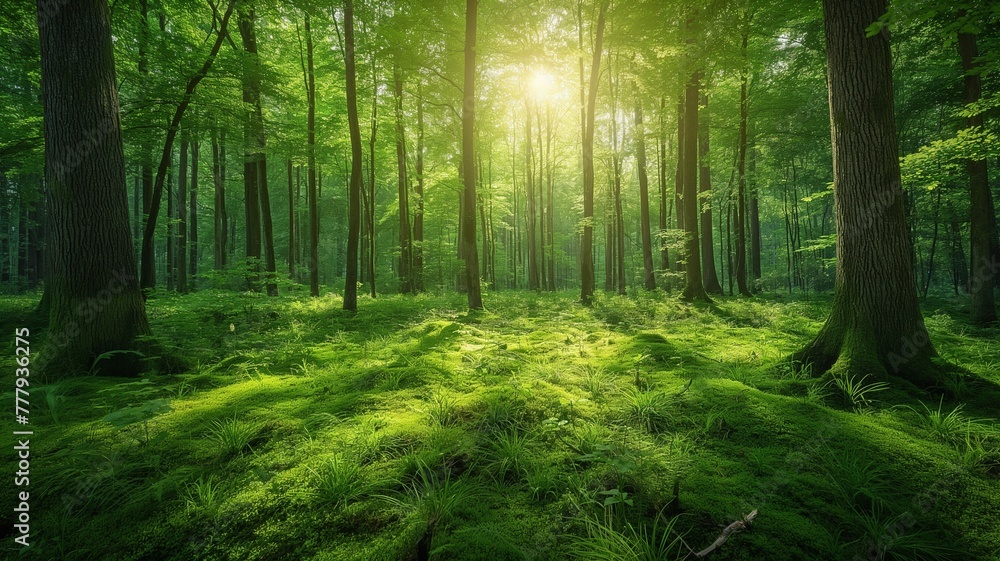 Forest Morning Serenity.Generative AI illustration