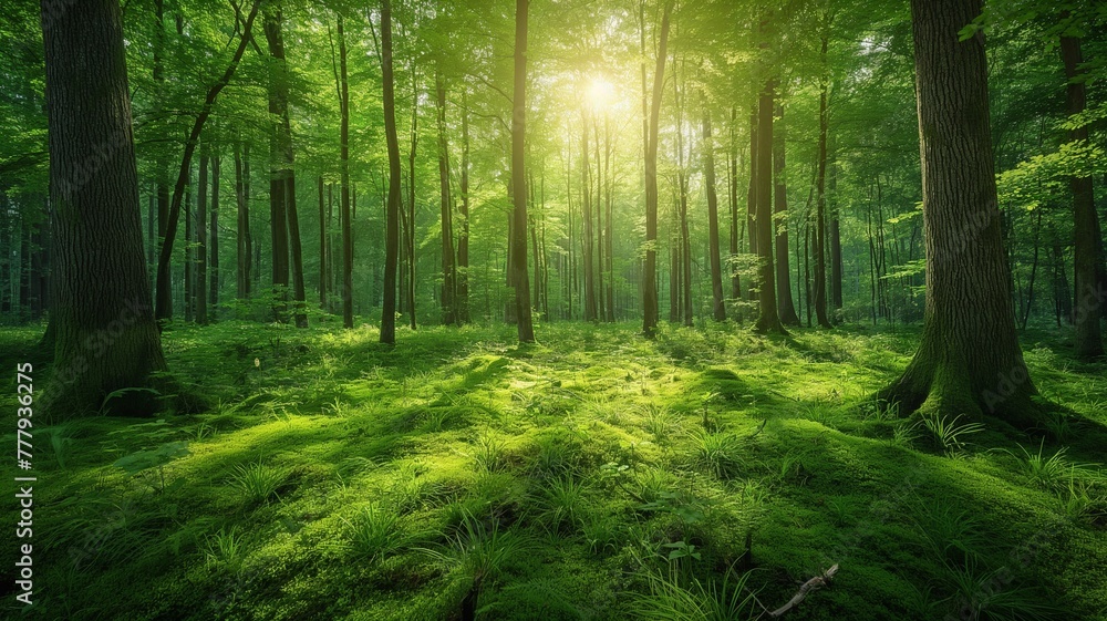 Fototapeta premium Serene dawn in the forest a peaceful morning landscape filled with nature's beauty