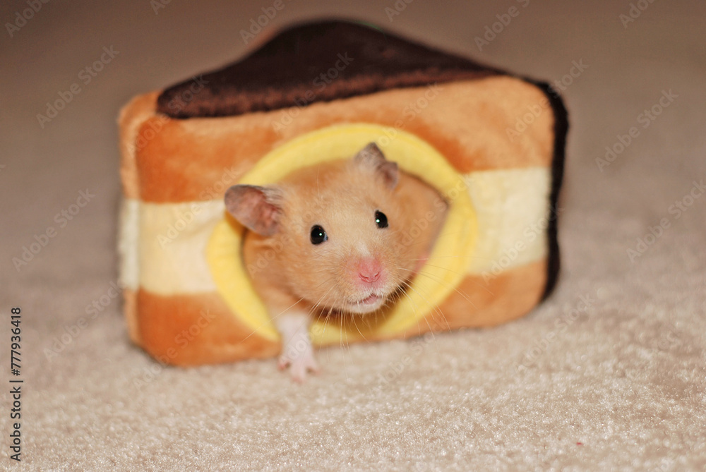 A golden hamster peeks out from inside a fleece house A golden hamster peeks out from inside a fleece house