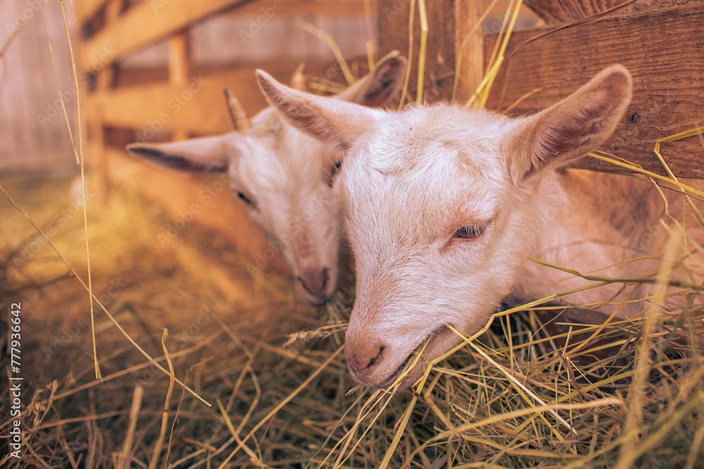 Fototapeta premium Baby goats on animal farm.High quality photo.