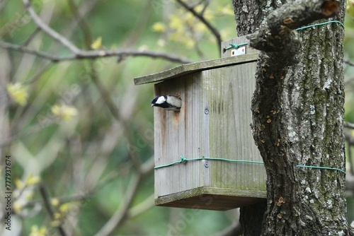 japanese tit is collecting nesting materials