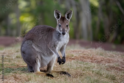 StockImage Wild wallaby captured in its natural habitat  showcasing Australian wildlife