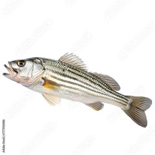 Striped bass fish isolated on transparent or white background.. photo