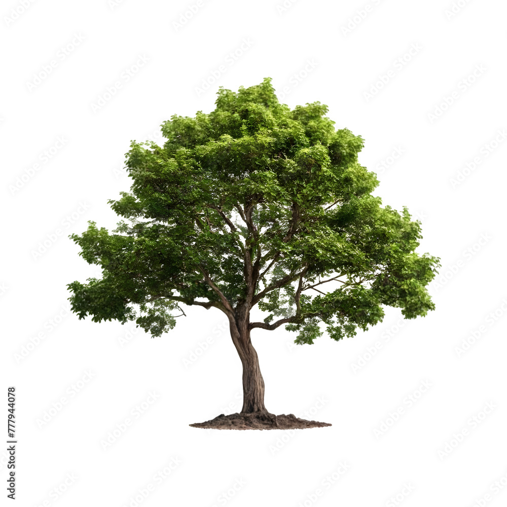 Isolated Ironwood Tree on a transparent background, PNG format Stock ...