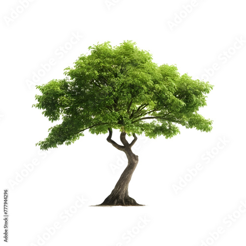 Isolated Japanese Zelkova Tree on a transparent background, PNG format photo