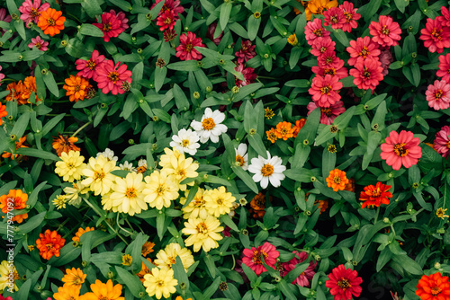 Colorful Zinnia flowers background