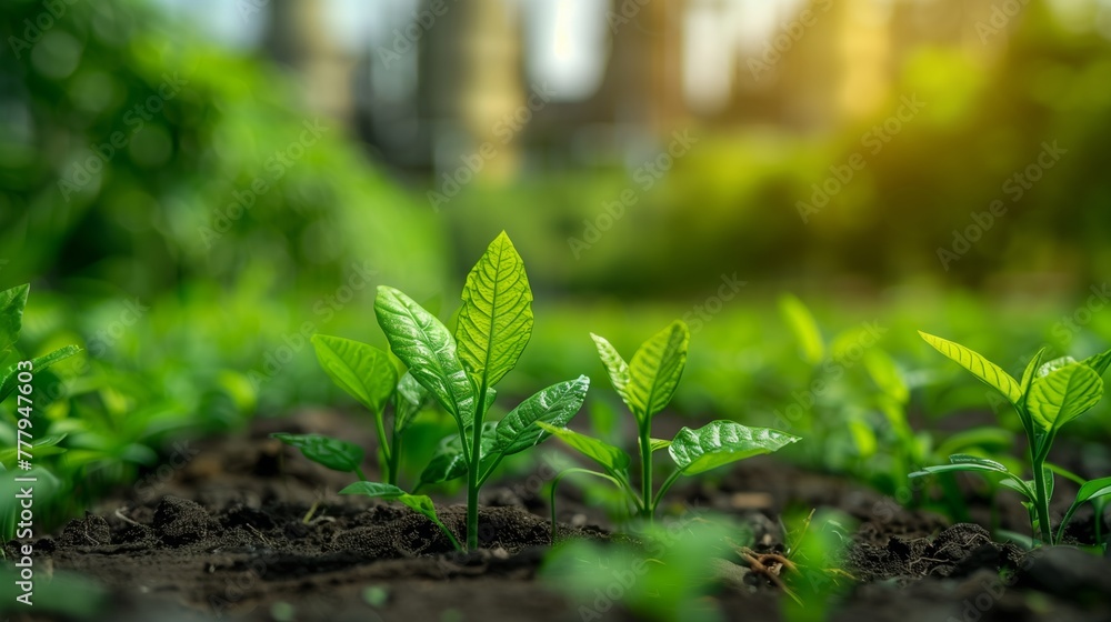 Young Seedlings Growing in Fertile Soil. Young Seedlings Growing in Fertile Soil.
