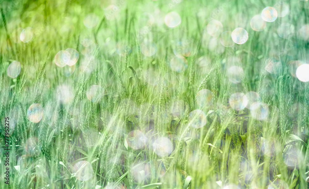 Green grass background with bokeh