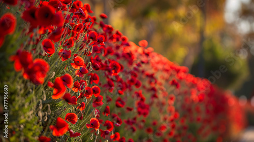 Red poppy flowers di taman under sunlight symbol of memory of the fallen memorial Day in the usa copy space banner photo