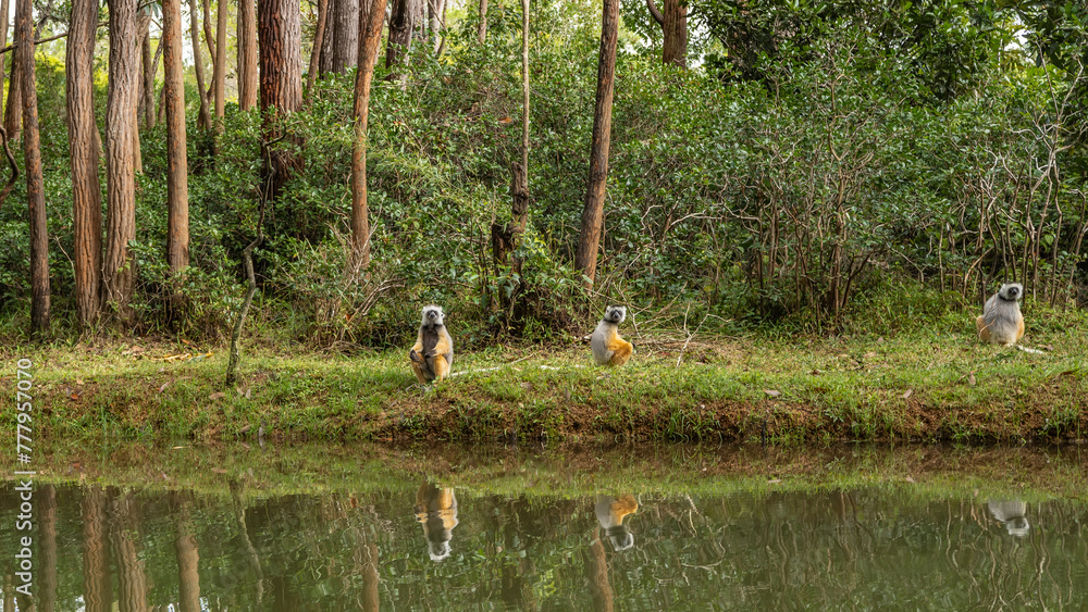 Fototapeta premium Three Verreaux's sifaka lemurs are sitting on the shore of the lake on the green grass. Thickets of tropical rain forest. Reflection on calm water. Madagascar. Vakona Forest Reserve