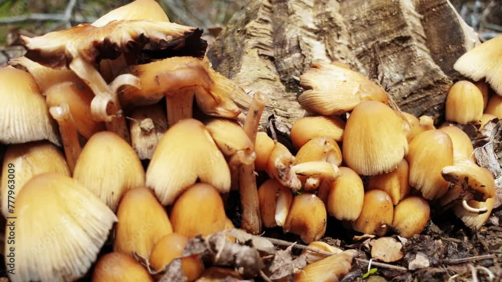 Fungus is a plant that has no flowers, leafs, green, such as a mushroom. Fungus is a plant that has no flowers, leafs, green, such as a mushroom.