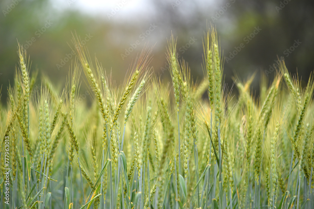 Green wheat field close up image, Green Wheat whistle, Wheat bran fields, agriculture, wheat field Pakistan, closeup of green cereal field Green wheat field close up image, Green Wheat whistle, Wheat bran fields, agriculture, wheat field Pakistan, closeup of green cereal field