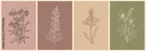 Set of wild flowers outline drawings wall art, posters. Echinacea, Larkspur, Bluebells, Columbine Botanical line art vector illustrations on terracotta and beige backgrounds.  photo