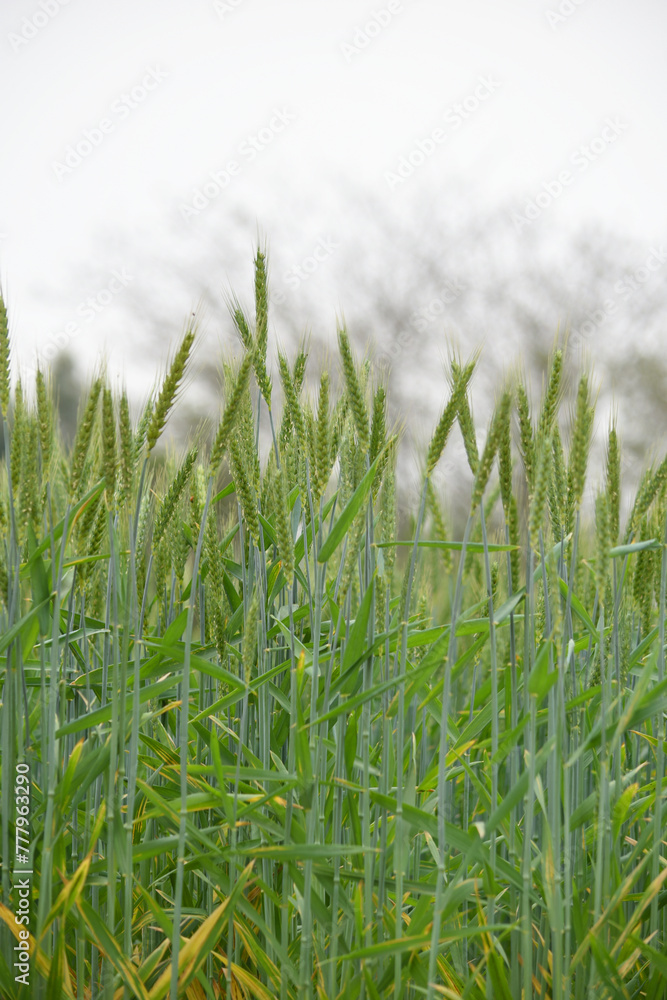 Fototapeta premium Green wheat field close up image, Green Wheat whistle, Wheat bran fields, agriculture, wheat field Pakistan, closeup of green cereal field