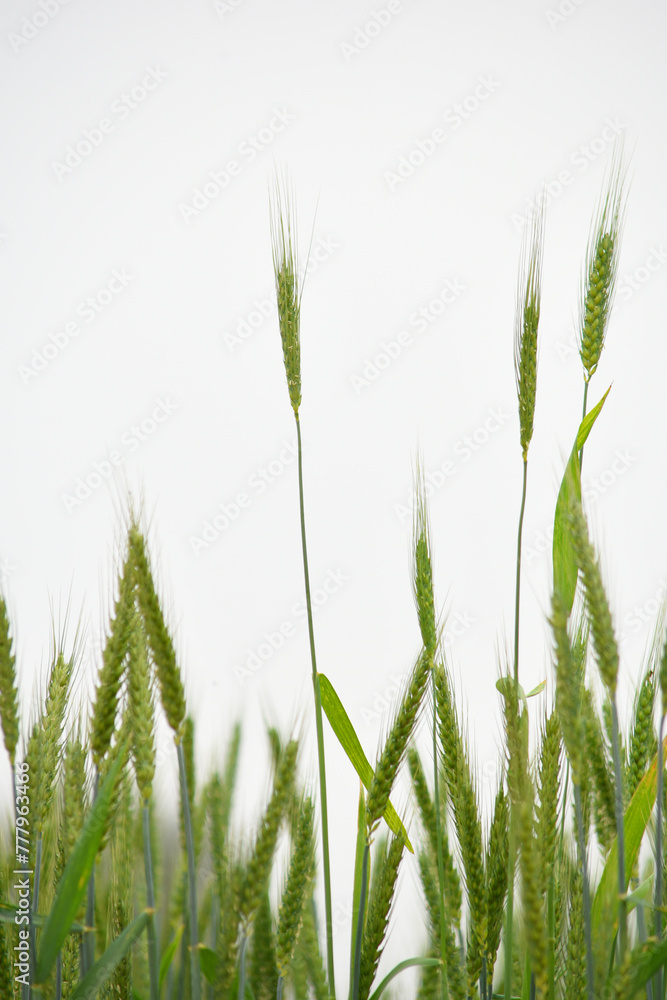 Green wheat field close up image, Green Wheat whistle, Wheat bran fields, agriculture, wheat field Pakistan, closeup of green cereal field Green wheat field close up image, Green Wheat whistle, Wheat bran fields, agriculture, wheat field Pakistan, closeup of green cereal field