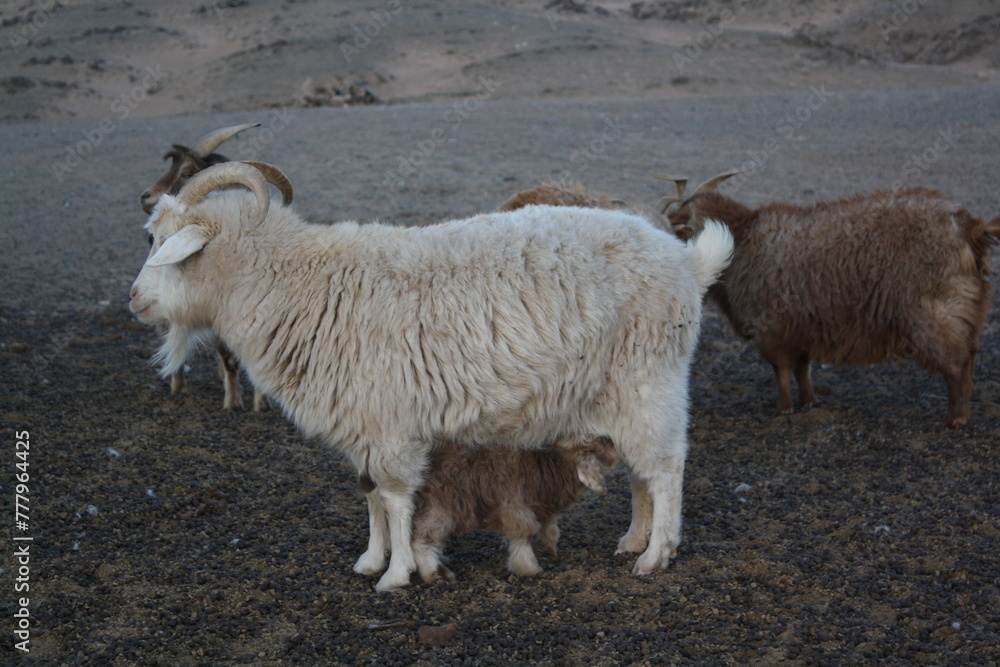Obraz premium Mongolian cashmere goats roam freely in the lonesome valley of Bogd Chuun Uul, Umnugovi province, Mongolia. The cashmere goat hair is so precious to the local nomads for their living. It is expensive.