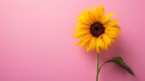 A vibrant yellow sunflower leans gracefully to one side, as if meditating, against a soothing pastel pink wall