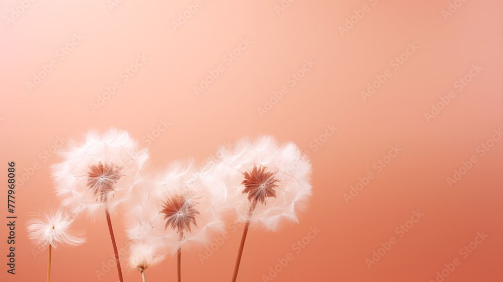 Fluffy dandelions with peach background