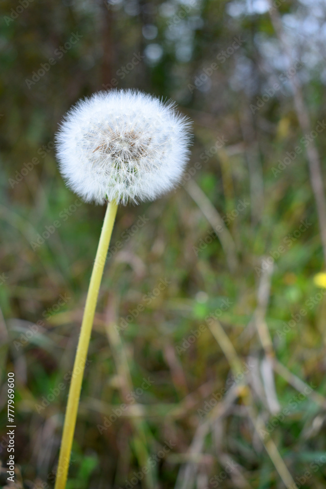 Closed Bud of a dandelion. Dandelion white flowers in green grass. High quality photo, Dandelion blowball with blurred background. Narrow depth of field. Dandelion seed head in spring Closed Bud of a dandelion. Dandelion white flowers in green grass. High quality photo, Dandelion blowball with blurred background. Narrow depth of field. Dandelion seed head in spring
