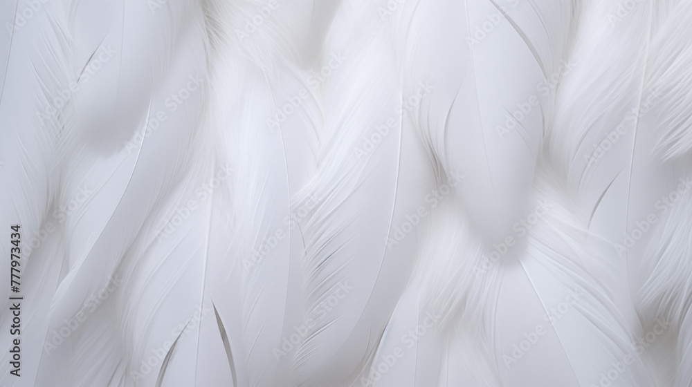 white feathers texture ,background white feathers texture ,background