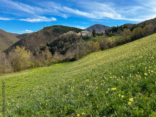 Panoramic view of Poggiodomo in Umbria with the beautiful flowering of Narcisus during spring season, Italy