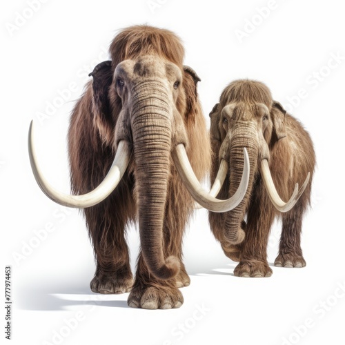 two walking mammoths with large tusks on a white background. an ancient proboscis animal.