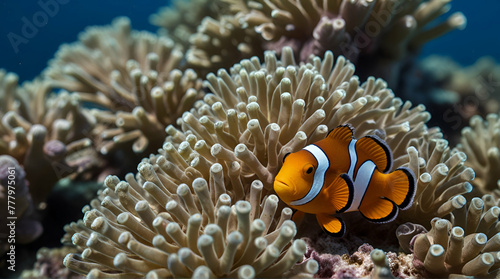 clown fish coral reef / macro underwater scene, view of coral fish, underwater diving.generative.ai