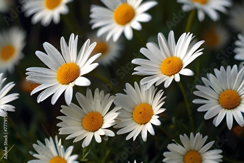 wallpaper seamless backgroind of field of daisies in spring Generative AI photo