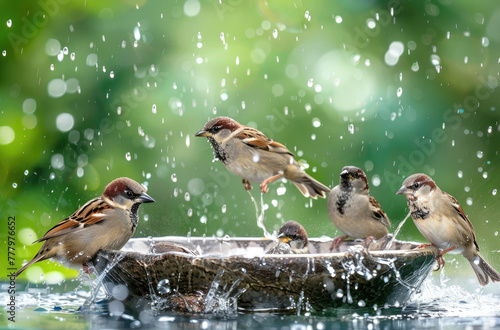 A group of small birds sitting in the bowl and splashing water, some cute little brown sparrow birdes playing together on summer sunny day, while others enjoying wet dripping droplets on their feather