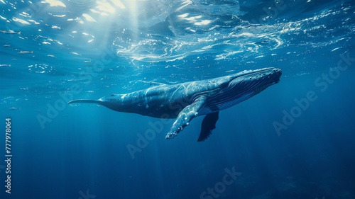 A lone whale glides through the ocean depths, illuminated by a mesmerizing play of light. The loneliness, majesty and beauty of sea life . © Yuriy Maslov
