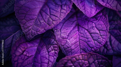Purple leaves background.