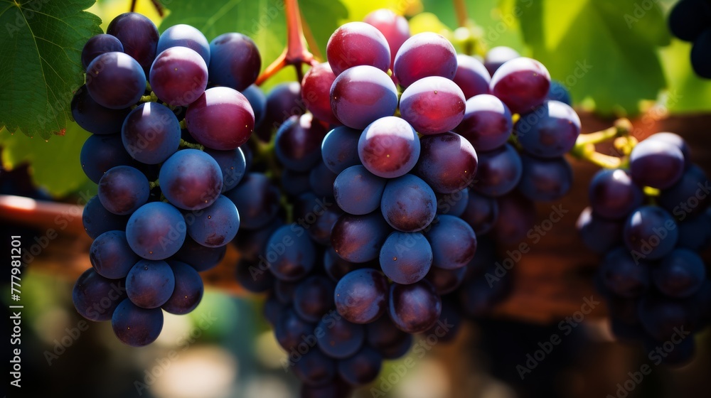 Cluster of ripe, dark grapes hanging from the vine in a sunlit vineyard.